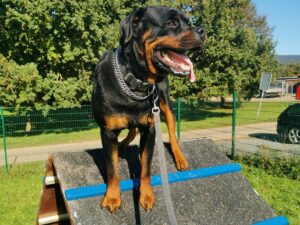 Faron, Rottweiler Rüde, auf einer A-Wand