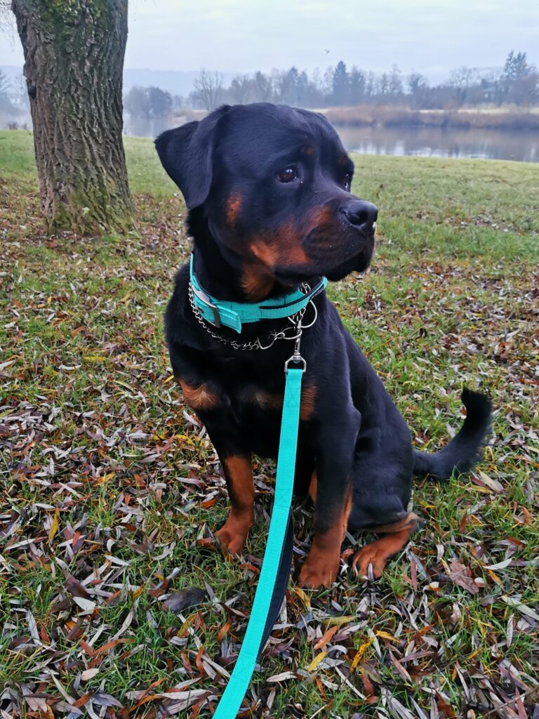 Faron - Junghund Rottweiler - Rüde