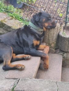 Hund liegt auf der Treppe