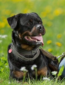 Mein Hund - Faron ein Rottweiler Rüde